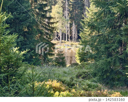 Sunlit pine forest opens to tranquil woodland pond with rocky shoreline, with forest, pine, tree, evergreen detail, showing woodland, pond, lake, shoreline context 142583160