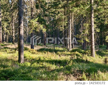 Sunlit pine forest scene with tall trunks, interlaced branches, dappled light, and lush green undergrowth creating tranquil woodland atmosphere, with forest, pine, tree, trunk detail Sunlit pine forest scene with tall trunks, interlaced branches, dappled light, and lush green undergrowth creating tranquil woodland atmosphere, with forest, pine, tree, trunk detail 142583172