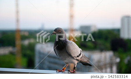Racing pigeon looking at camera on balcony curious portrait. Racing pigeon with iridescent feathers looking toward camera on apartment balcony, curious homing bird portrait with blurred city construct 142583314