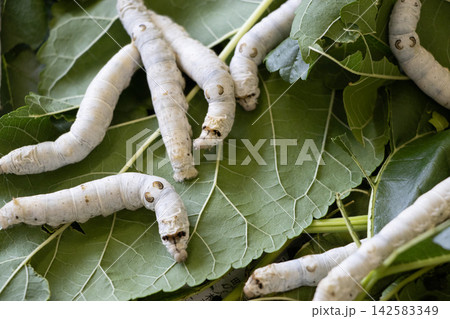 カイコ カイコ 142583349
