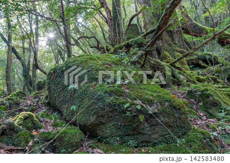 屋久島白谷雲水峡　木漏れ日の森(秋 142583480