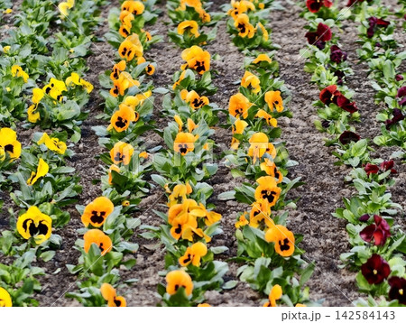Vibrant pansy beds evoke seasonal renewal. Neatly arranged yellow pansies create lively spring scenery 142584143