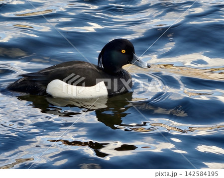 Mallard moves over reflective surface. Elegant waterfowl sweeps across shimmering water with gentle ripples Mallard moves over reflective surface. Elegant waterfowl sweeps across shimmering water with gentle ripples 142584195