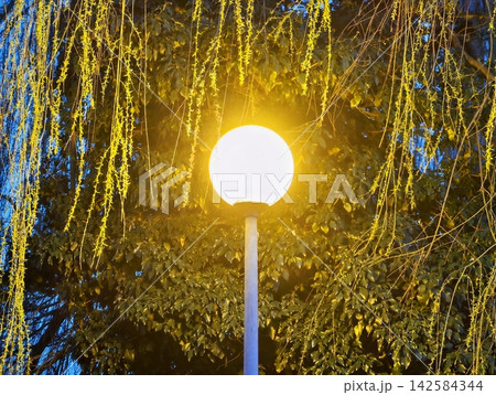 Softly glowing streetlamp with wet leaves around. City park illuminated by warm light among wet foliage Softly glowing streetlamp with wet leaves around. City park illuminated by warm light among wet foliage 142584344