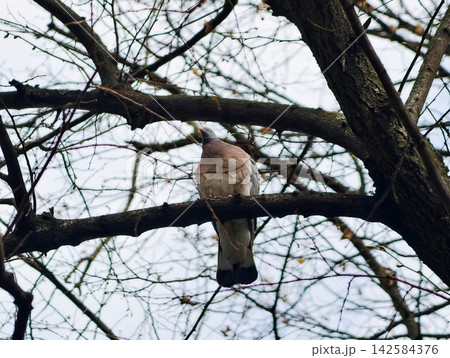 Pigeon sitting on tall limb. Calm and thoughtful pigeon sitting atop high limb with cityscape behind Pigeon sitting on tall limb. Calm and thoughtful pigeon sitting atop high limb with cityscape behind 142584376