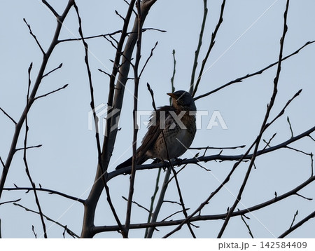 Vocal bird perched on slender twig. Brightly colored songbird sings with vivid streaked throat Vocal bird perched on slender twig. Brightly colored songbird sings with vivid streaked throat 142584409