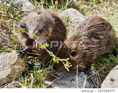 Nutria siblings exploring and munching reeds. Closeup of young nutria at freshwater with textured stones Nutria siblings exploring and munching reeds. Closeup of young nutria at freshwater with textured stones 142584475