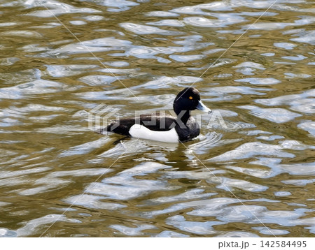Solitary duck in peaceful wetland. Calm duck gliding across shimmering wetland during sunset glow 142584495