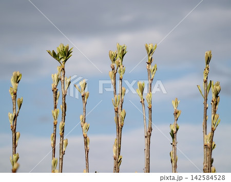 Vivid buds on slender branches. Hopeful renewal as delicate branches stretch skyward with clouds Vivid buds on slender branches. Hopeful renewal as delicate branches stretch skyward with clouds 142584528