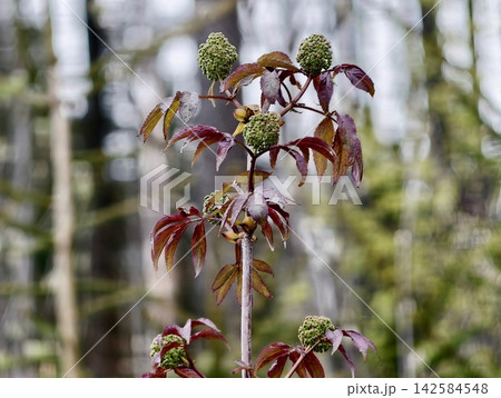 Upward growth of young shoots amid leaf litter illustrates ongoing forest renewal and diversity 142584548