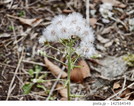 Fragile seed dispersing. Fine detail of windblown seed cluster on forest floor with calming neutral hues Fragile seed dispersing. Fine detail of windblown seed cluster on forest floor with calming neutral hues 142584549