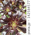 大輪の花のように広がるシックな黒法師の葉 142584577