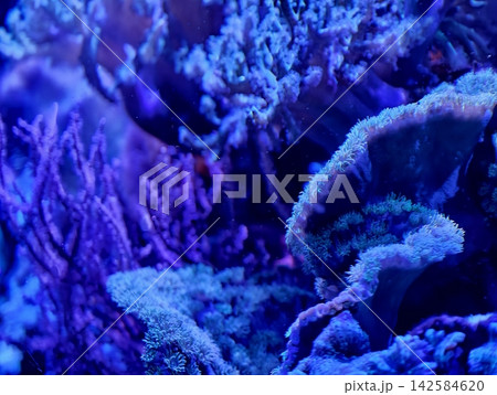 Closeup view revealing intricate textures and gentle glow of coral polyps in macro fashion 142584620