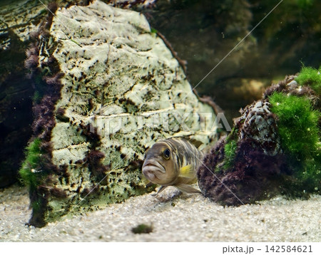Marine fish peering from rocky hideout. Underwater fish observe from hidden rocky shelter in sand Marine fish peering from rocky hideout. Underwater fish observe from hidden rocky shelter in sand 142584621