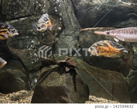 Colorful aquatic ecosystem display. Eclectic community of fish swimming among textured stone backgrounds Colorful aquatic ecosystem display. Eclectic community of fish swimming among textured stone backgrounds 142584632