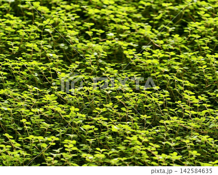 Vibrant green plant layer creating continuous ecofriendly pattern for backgrounds and sustainability themes Vibrant green plant layer creating continuous ecofriendly pattern for backgrounds and sustainability themes 142584635