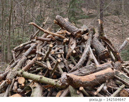Forest clearing showing neatly arranged logs with mossy patches and soil details everywhere 142584647