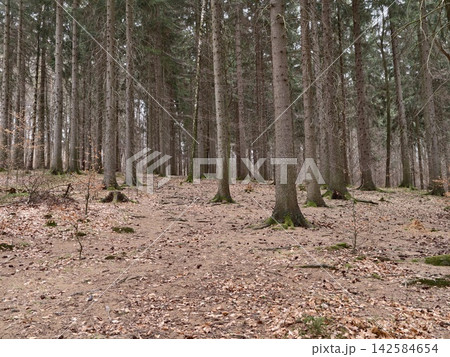 Silent forest setting with upright trees and carpet of orange and yellow leaves for repose Silent forest setting with upright trees and carpet of orange and yellow leaves for repose 142584654