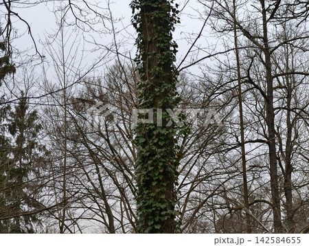 Silent forest with climbing vines. Calm woodland scene with spiraling vine and overcast sky Silent forest with climbing vines. Calm woodland scene with spiraling vine and overcast sky 142584655