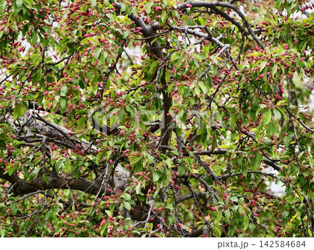 Fruits hanging from vibrant branches. Bountiful harvest scene with colorful foliage and fruit loads 142584684