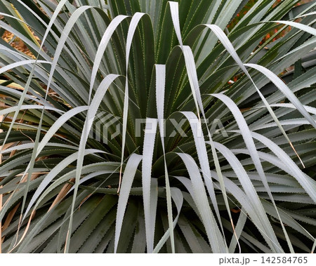 Detailed view of outwardfanning flax leaves with sharp lines and subtle background in morning light Detailed view of outwardfanning flax leaves with sharp lines and subtle background in morning light 142584765