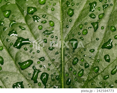 Glistening leaf scene. Morning dew adorns smooth leaf displaying natural green hues and intricate veinwork Glistening leaf scene. Morning dew adorns smooth leaf displaying natural green hues and intricate veinwork 142584773