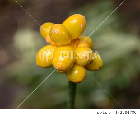 Juicy berry ensemble. Cluster of glossy golden berries. Delicate stalk supports shiny berry group 142584780