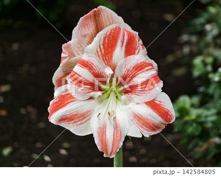 Striking combination of red and white amaryllis with artistic effects for festive decoration Striking combination of red and white amaryllis with artistic effects for festive decoration 142584805