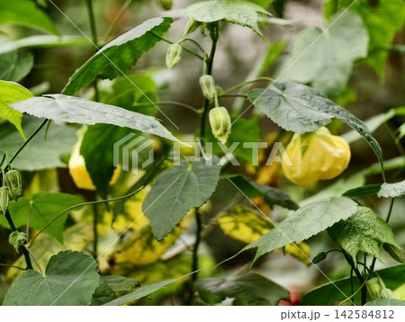 Vintage garden flowers hanging delicately. Delicate bellshaped flowers with vintage appeal Vintage garden flowers hanging delicately. Delicate bellshaped flowers with vintage appeal 142584812