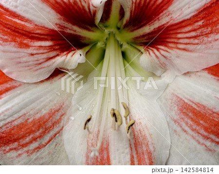Intricate macro view of flower. Highresolution botanical image capturing petal and stamen intricacies Intricate macro view of flower. Highresolution botanical image capturing petal and stamen intricacies 142584814