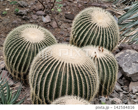 Clustered barrel cacti create textured patterns suitable for droughtresistant outdoor decoration Clustered barrel cacti create textured patterns suitable for droughtresistant outdoor decoration 142584816