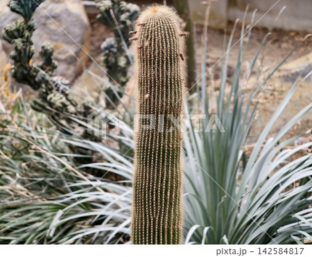 Saberlike cactus towering over sandy terrain. Sunlit cactus amidst agave in arid landscape exhibit Saberlike cactus towering over sandy terrain. Sunlit cactus amidst agave in arid landscape exhibit 142584817