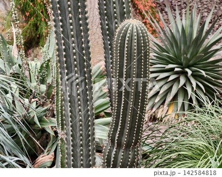 Rocky garden scene featuring twin cacti alongside spiky agave with textured ribs and scattered spines Rocky garden scene featuring twin cacti alongside spiky agave with textured ribs and scattered spines 142584818