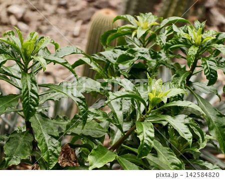 Dynamic and tightly packed shrub showcasing gleaming leaves protected inside wellkept greenhouse environment Dynamic and tightly packed shrub showcasing gleaming leaves protected inside wellkept greenhouse environment 142584820