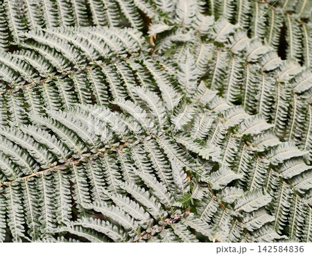 Delicate fern leaf pattern with subtle moss accents under soft natural illumination for relaxing backgrounds 142584836