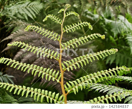 Delicate fern leaf shoots from damp rocks. Lush fern fronds rise against stone in moist shaded area Delicate fern leaf shoots from damp rocks. Lush fern fronds rise against stone in moist shaded area 142584837
