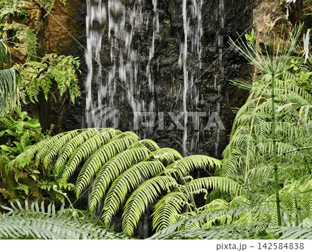 Green waterfall scene. Tranquil botanical setting featuring cascading water and vibrant greenery 142584838