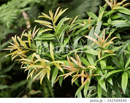 Urban garden scenery featuring lush shrubs with glossy leaves and striking redtipped new growths Urban garden scenery featuring lush shrubs with glossy leaves and striking redtipped new growths 142584840