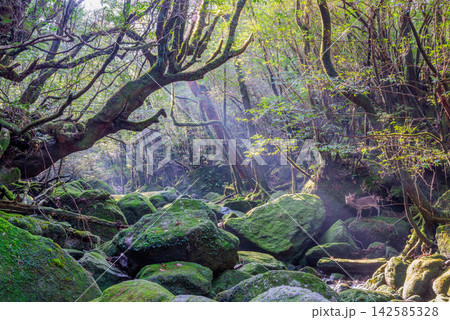 屋久島白谷雲水峡　木漏れ日の渓谷(冬 142585328