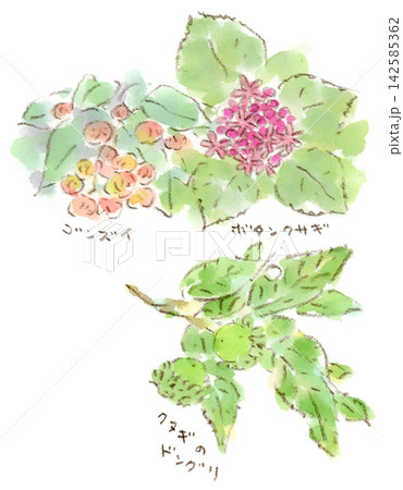 夏の終わりの緑道で見かけた植物、ゴンズイ、ボタンクサギ、クヌギのドングリの水彩画イラスト 142585362