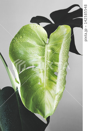 Fresh monstera leaf with droplets and shadow accent Fresh monstera leaf with droplets and shadow accent 142585548