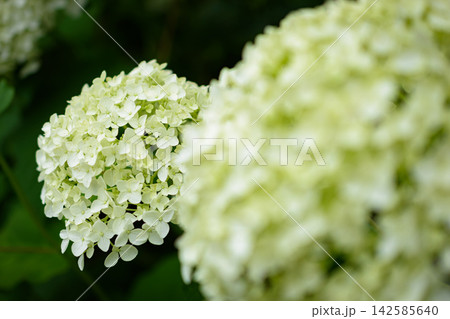 紫陽花 142585640