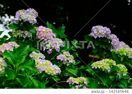 紫陽花 紫陽花 142585646