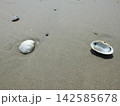 砂浜に打ち上げられた貝殻 142585678