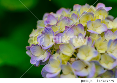 紫陽花 紫陽花 142585779