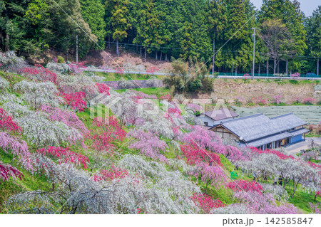岐阜県 恵那市 きねしだれ桃園 岐阜県 恵那市 きねしだれ桃園 142585847