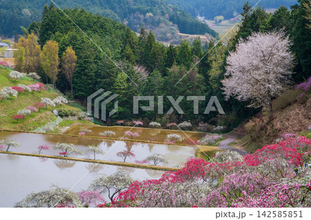 岐阜県 恵那市 きねしだれ桃園 岐阜県 恵那市 きねしだれ桃園 142585851