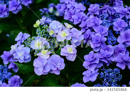 紫陽花 142585868