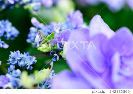 紫陽花 紫陽花 142585869