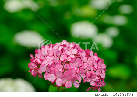 紫陽花 紫陽花 142585872